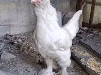 Султанская (порода кур) — фото 3