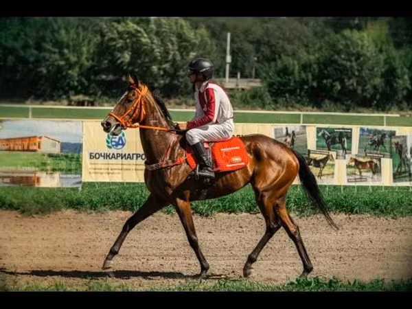 घोड़ी, Arabian horse