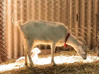 Goats (batch, sex not specified), Saanen goat — photo 2