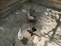 Danish hen — photo 2