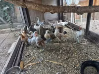 डच बैंटम — फ़ोटो 3