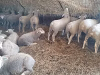 母羊, Ile-de-France sheep — 照片 5