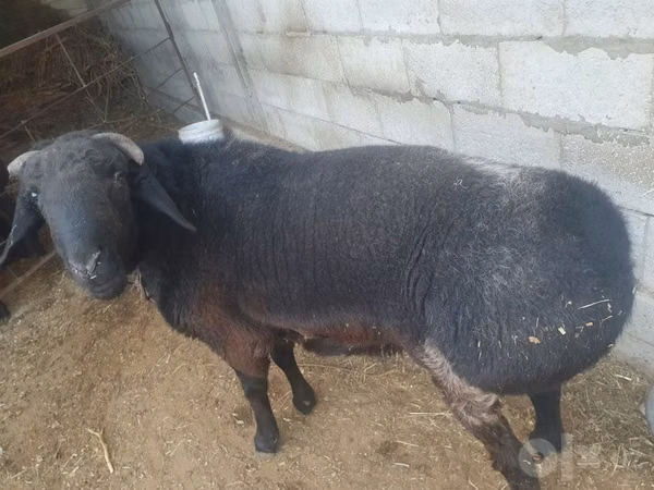 Ram, Sheep