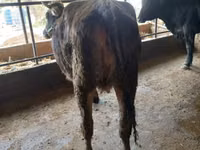 Cow, Swiss cattle — photo 2