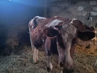 بقرة, Simmental cattle — الصورة 3