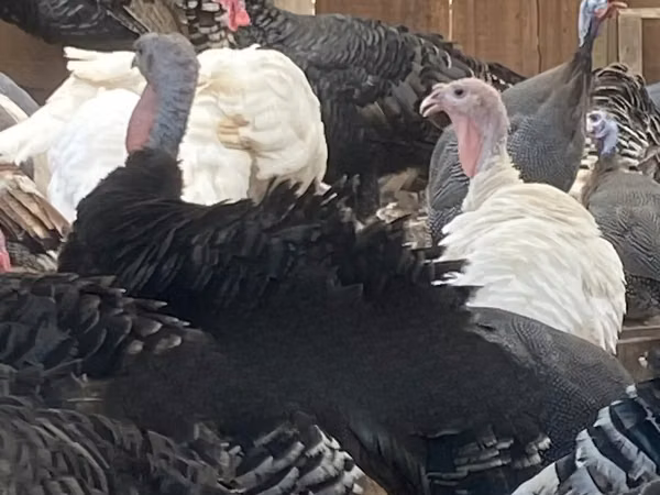 Turkeys