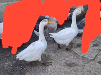 Geese — photo 4