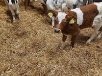 公牛, Limousin cow — 照片 4