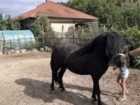 حصان, Welsh Cob — الصورة 4