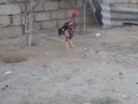 Chickens — फ़ोटो 6