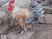 Chickens — 照片 4