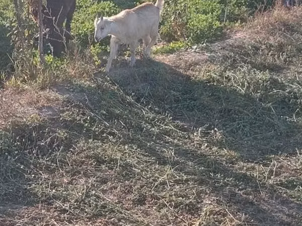 Goats (batch, sex not specified), Goats