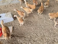 Chickens — photo 2