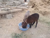 Sheep (batch, sex not specified), Sheep — photo 1