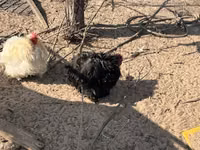 Pekin Bantam — photo 2