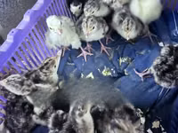 Turkeys — photo 3