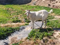 母山羊, Irish goat — 照片 1