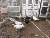 Turkeys — 照片 1
