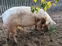 公猪, Pigs — 照片 3