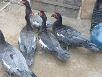 pato criollo doméstico — foto 4