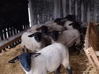 绵羊（批次，未指定性别）, White Suffolk sheep — 照片 2