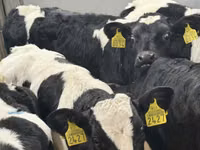 牛只（批次，未指定性别）, Simmental cattle — 照片 6