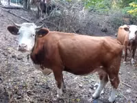 ثور, French Simmental cattle — الصورة 3