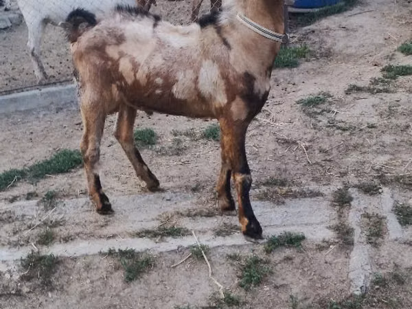 تيس, Nubian Goat