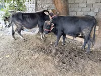 सांड, मवेशी — फ़ोटो 3