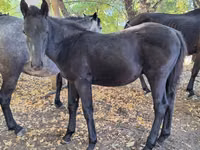 Pferde (Partie, Geschlecht nicht angegeben), Karachay horse — Foto 8