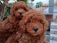 Məhsul: Toy pudel balaları • Növ: Toy Poodle (miniatür) • Mənşə — फ़ोटो 2