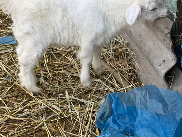 Billy Goat, Saanen goat