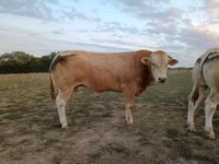 公牛, Blonde d’Aquitane cattle — 照片 2