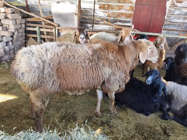Widder, Arashan sheep