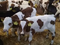 公牛, Limousin cow — 照片 3