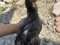 ديربيشاير ردكاب — الصورة 1