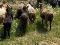 Sheep (batch, sex not specified), Sheep — photo 4