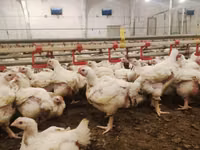 Chickens — الصورة 6