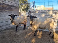 Sheep, Sheep — photo 2