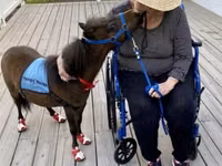 घोड़ा, Miniature horse — फ़ोटो 2