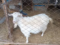 母山羊, Saanen goat — 照片 3