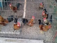 Dutch Bantam — photo 4