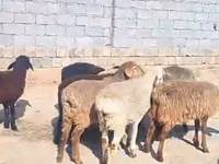أغنام (دفعة، الجنس غير محدد), الأغنام — الصورة 1