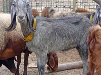 Ziege, Damask goat — Foto 1