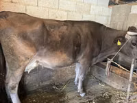 गाय, Swiss cattle — फ़ोटो 2