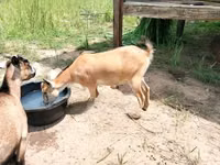 Ziegen (Partie, Geschlecht nicht angegeben), Nubian Goat — Foto 3