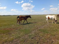 Stute, Kinsky horse — Foto 1