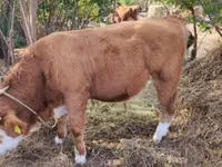 सांड, Simmental cattle — फ़ोटो 2