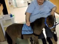 公马, Miniature horse — 照片 4
