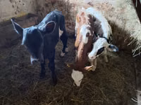 بقرة, الماشية — الصورة 2